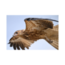 Nikon Z8 Mirrorless Camera