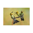 Nikon Z8 Mirrorless Camera