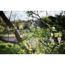 Thypoch Simera 50mm f/1.4 Lens (Leica M, Silver)