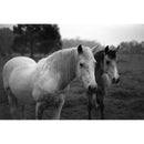 Thypoch Simera 50mm f/1.4 Lens (Leica M, Silver)