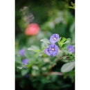 Thypoch simera 50 mm f / 1.4 Objectif (Leica M, Silver)