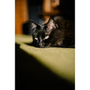 Thypoch Simera 50mm f/1.4 Lens (Leica M, Silver)