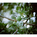 Thypoch simera 50 mm f / 1.4 Objectif (Leica M, Silver)