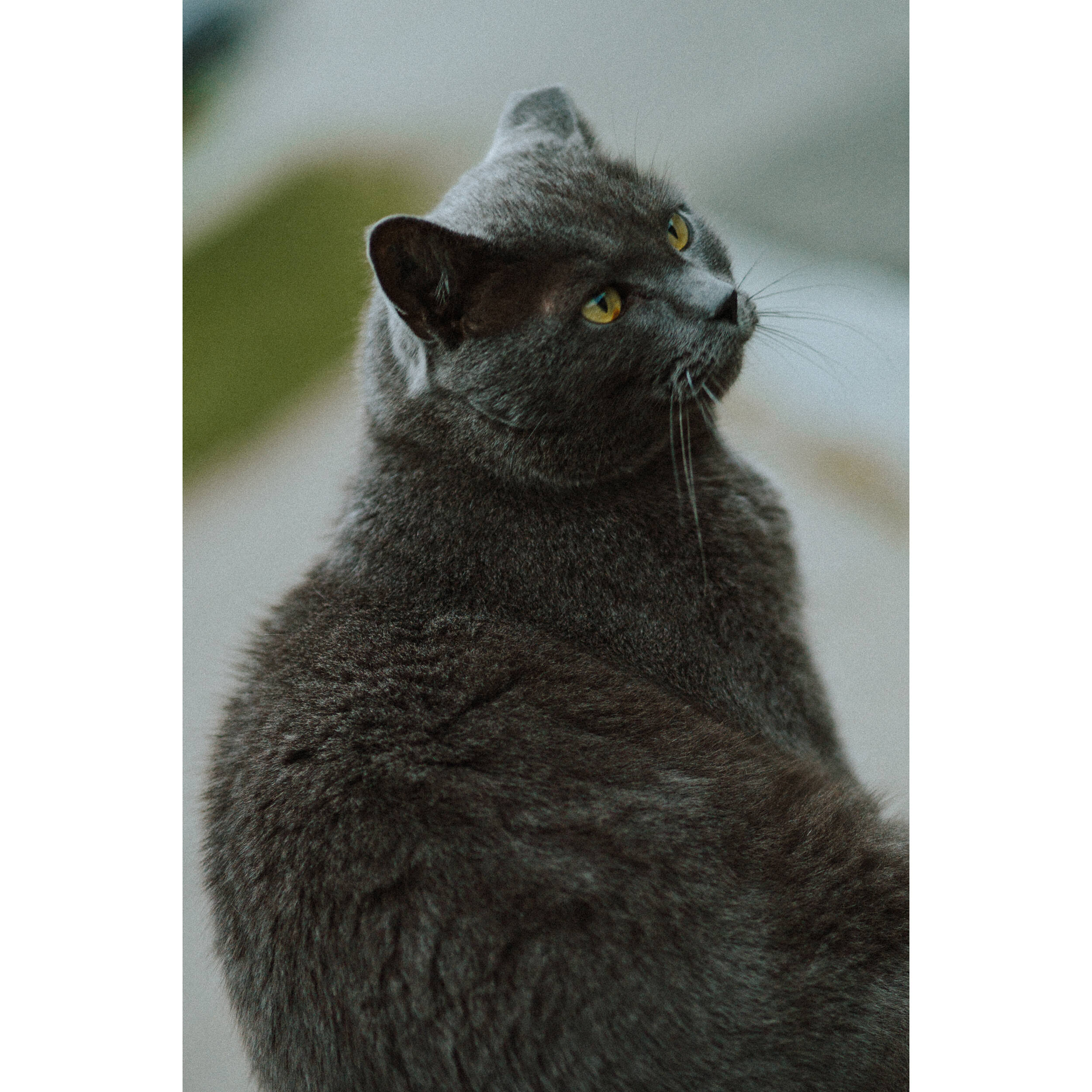 Thypoch Simera 75mm f/1.4 ASPH Lens (Leica M, Silver)