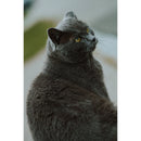 Thypoch Simera 75mm f/1.4 ASPH Lens (Leica M, Silver)