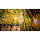 Venus Optics Laowa 10 mm f / 2,8 Zero-D FF Autofocus Lens - Sony E Mount