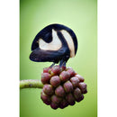 Venus Optics Laowa 90mm f/2.8 2x Ultra Macro APO Lens for Sony E