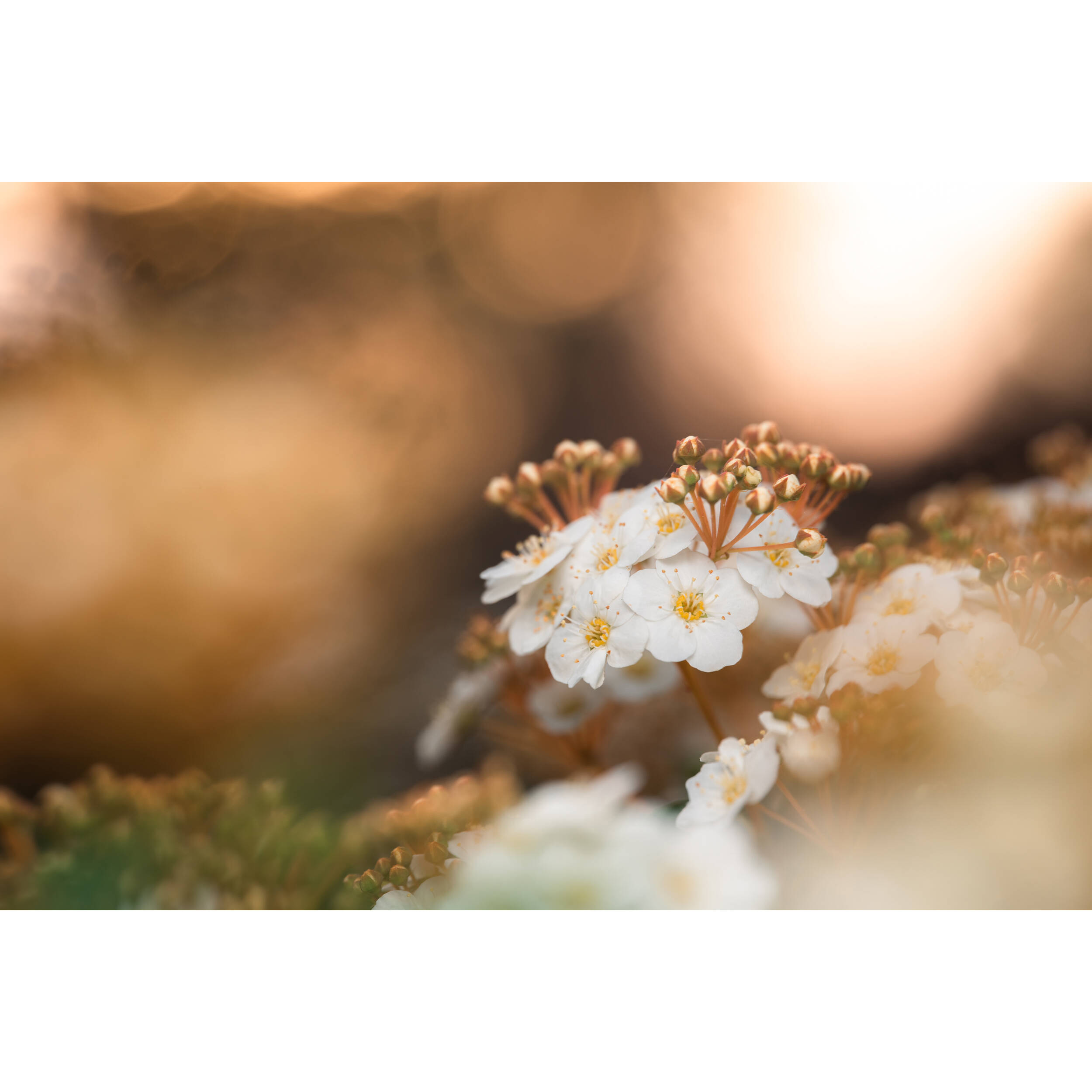 Venus Optics Laowa 90mm f/2.8 2x Ultra Macro APO Lens for Sony E