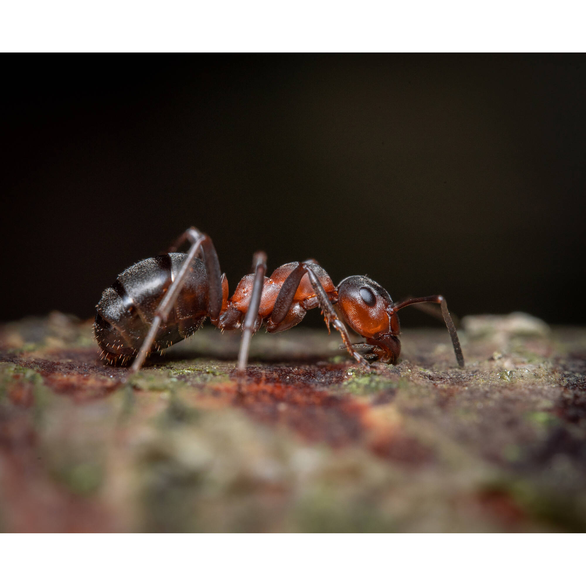Venus Optics Laowa 90mm f/2.8 2x Ultra Macro APO Lens for Sony E