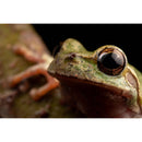 Venus Optics Laowa 90mm f/2.8 2x Ultra Macro APO Lens for Sony E