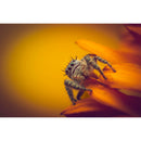 Venus Optics Laowa 90mm f/2.8 2x Ultra Macro APO Lens for Sony E