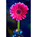 Venus Optics Laowa 90mm f/2.8 2x Ultra Macro APO Lens for Sony E