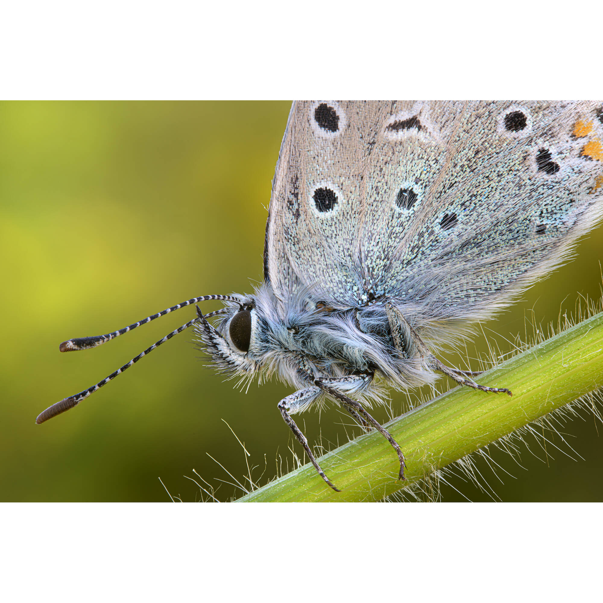 Venus Optics Laowa 90mm f/2.8 2x Ultra Macro APO Lens for Leica L