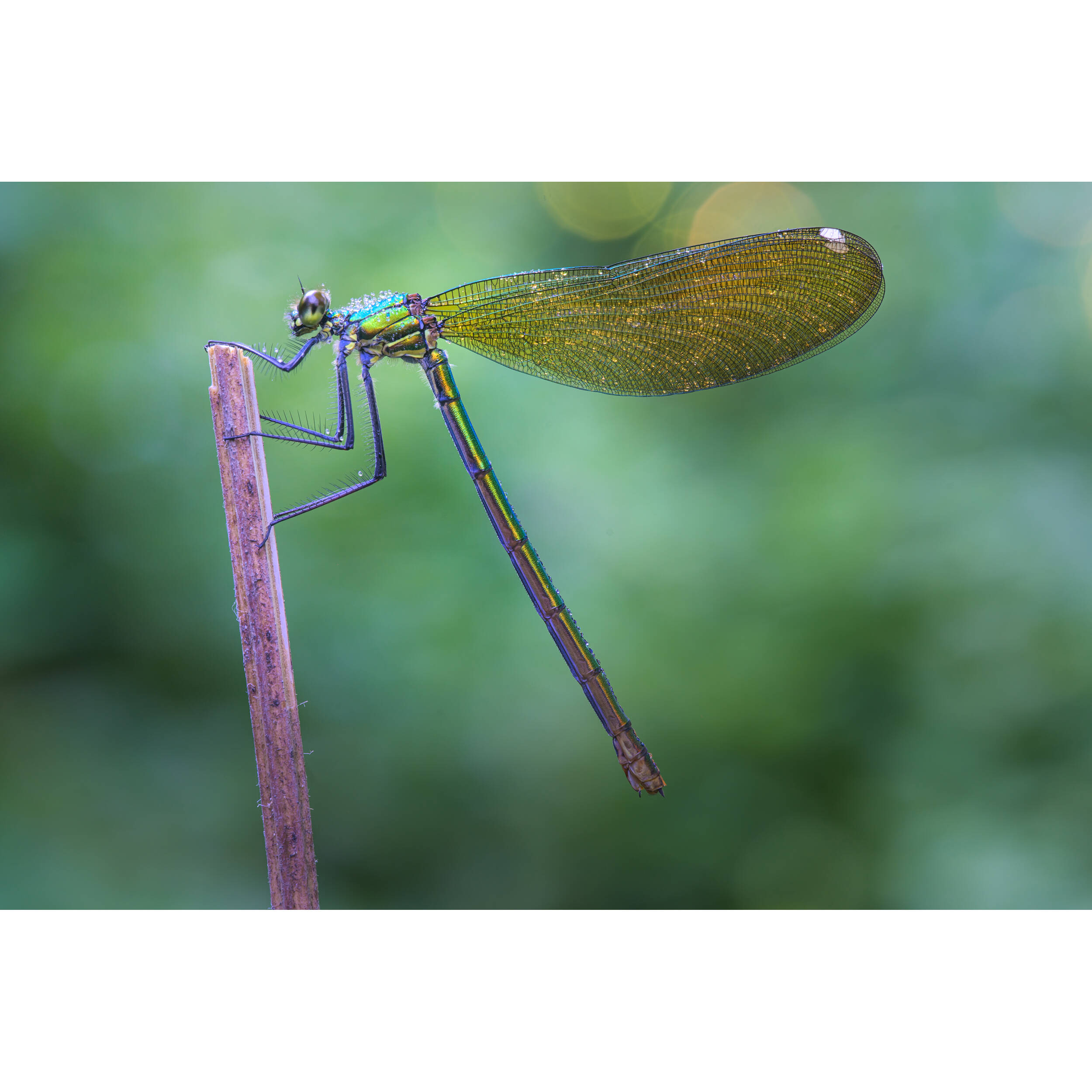 Venus Optics Laowa 90mm f/2.8 2x Ultra Macro APO Lens for Leica L