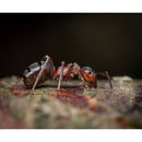 Venus Optics Laowa 90mm f/2.8 2x Ultra Macro APO Lens for Leica L