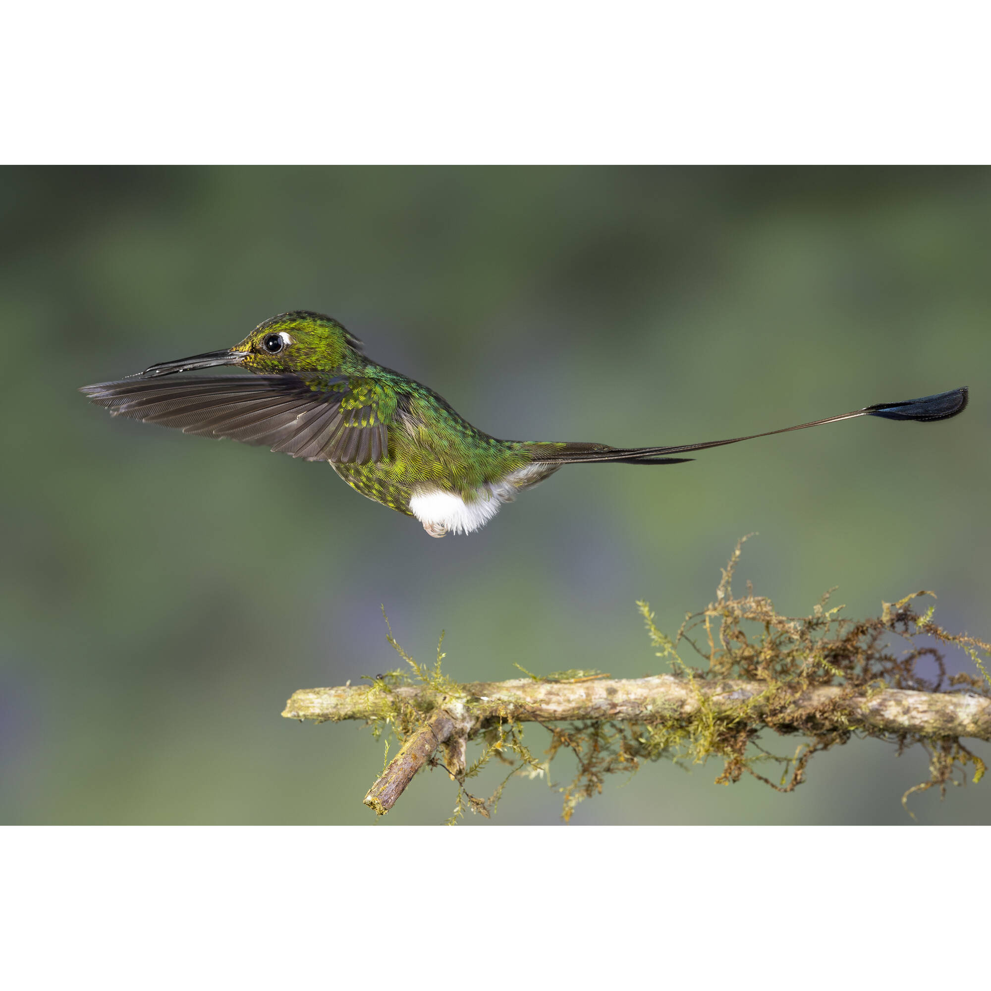 Venus Optics Laowa 90mm f/2.8 2x Ultra Macro APO Lens for Leica L