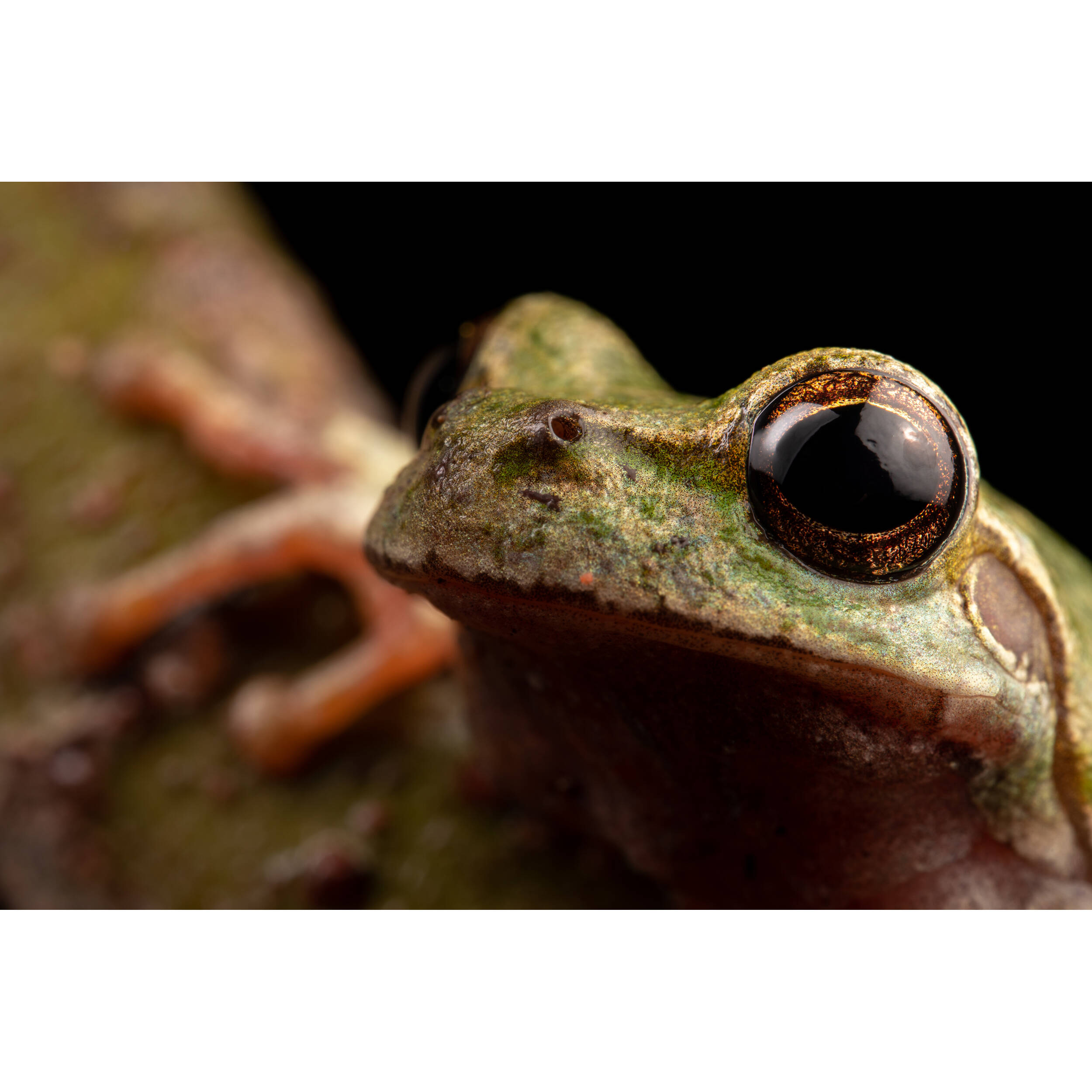 Venus Optics Laowa 90mm f/2.8 2x Ultra Macro APO Lens for Leica L