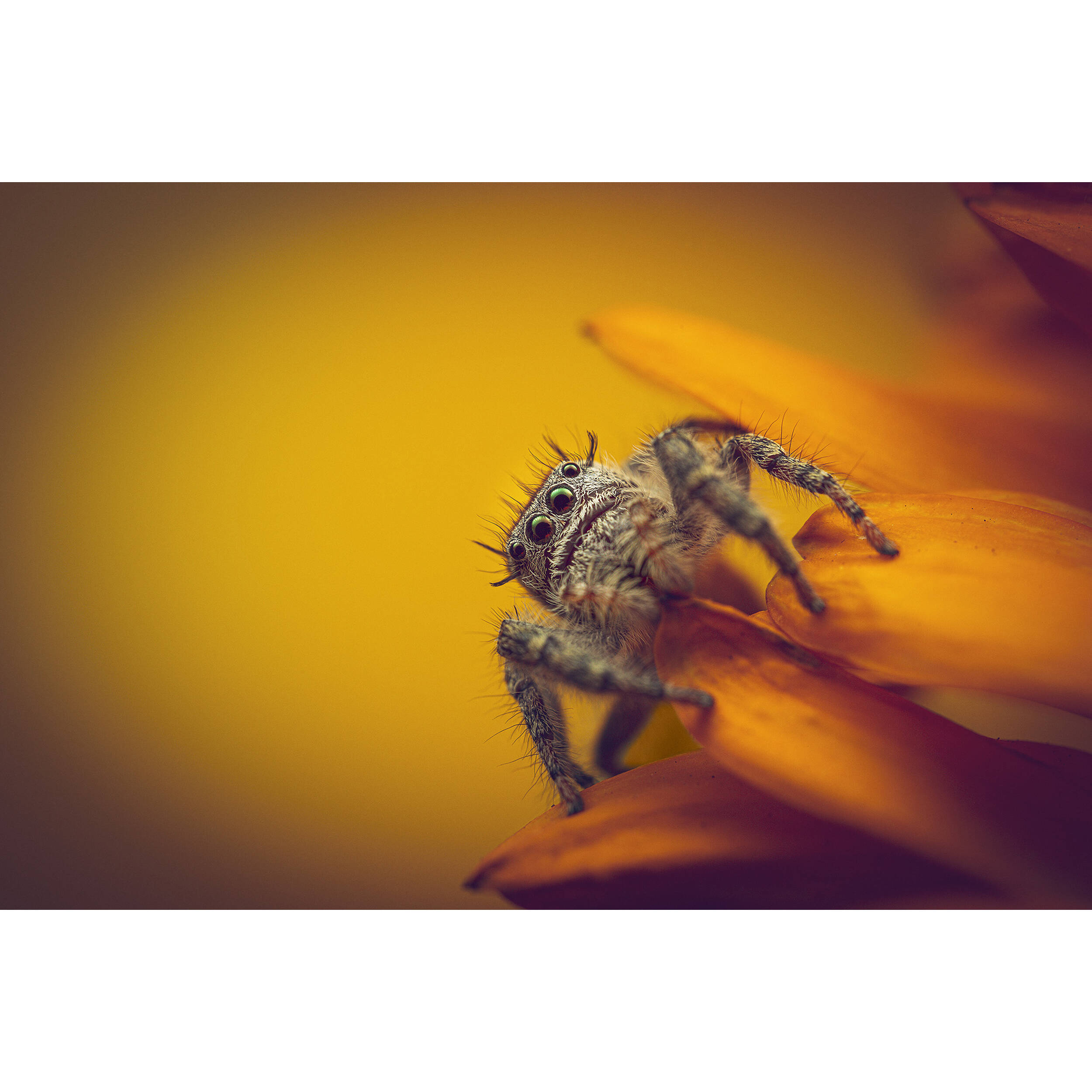 Venus Optics Laowa 90mm f/2.8 2x Ultra Macro APO Lens for Leica L