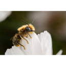 Venus Optics Laowa 90 mm f / 2,8 2x ultra macro apo Objectif Pour Nikon Z