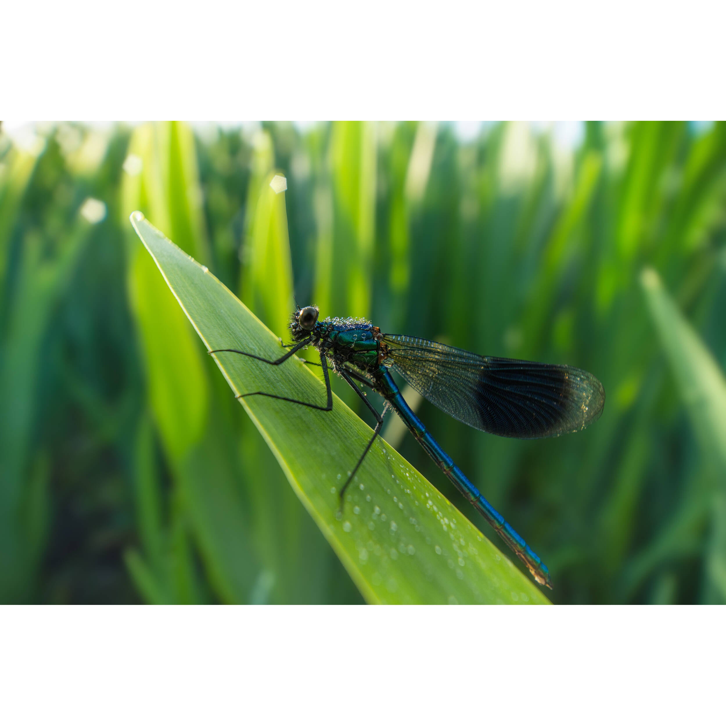 Venus Optics Laowa 15mm f/4.5 Macro Lens (Canon EF, Auto-Aperture)