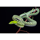 Vénus Optics Laowa 15 mm f / 4.5 macro Objectif (Sony E, Auto-Aperture)