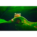 Vénus Optics Laowa 15 mm f / 4.5 macro Objectif (L-Mount)