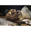 Vénus Optics Laowa 15 mm f / 4.5 macro Objectif (L-Mount)