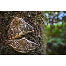 Vénus Optics Laowa 15 mm f / 4.5 macro Objectif (Nikon F)