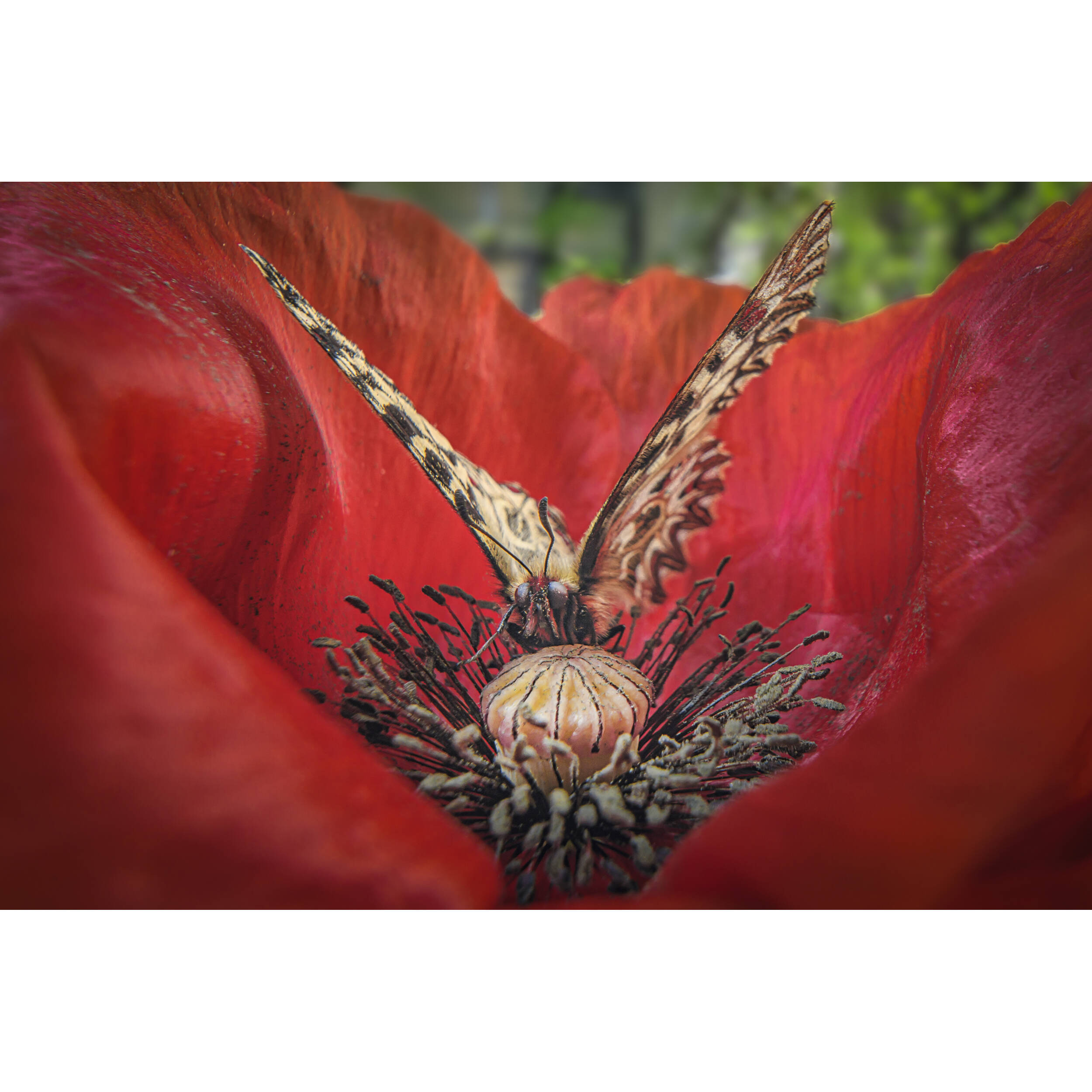 Vénus Optics Laowa 15 mm f / 4.5 macro Objectif (Nikon F)