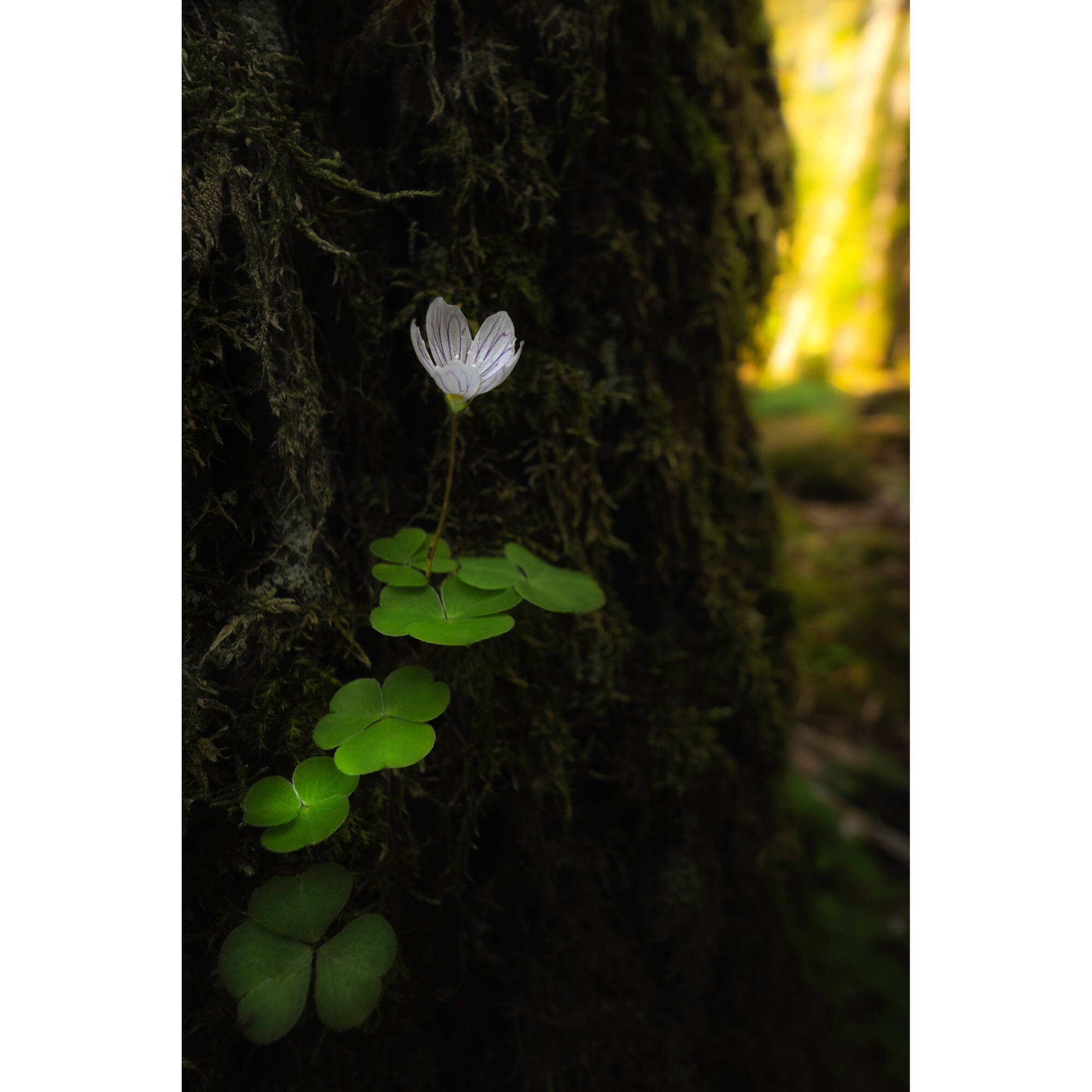 Vénus Optics Laowa 15 mm f / 4.5 macro Objectif (Nikon F)