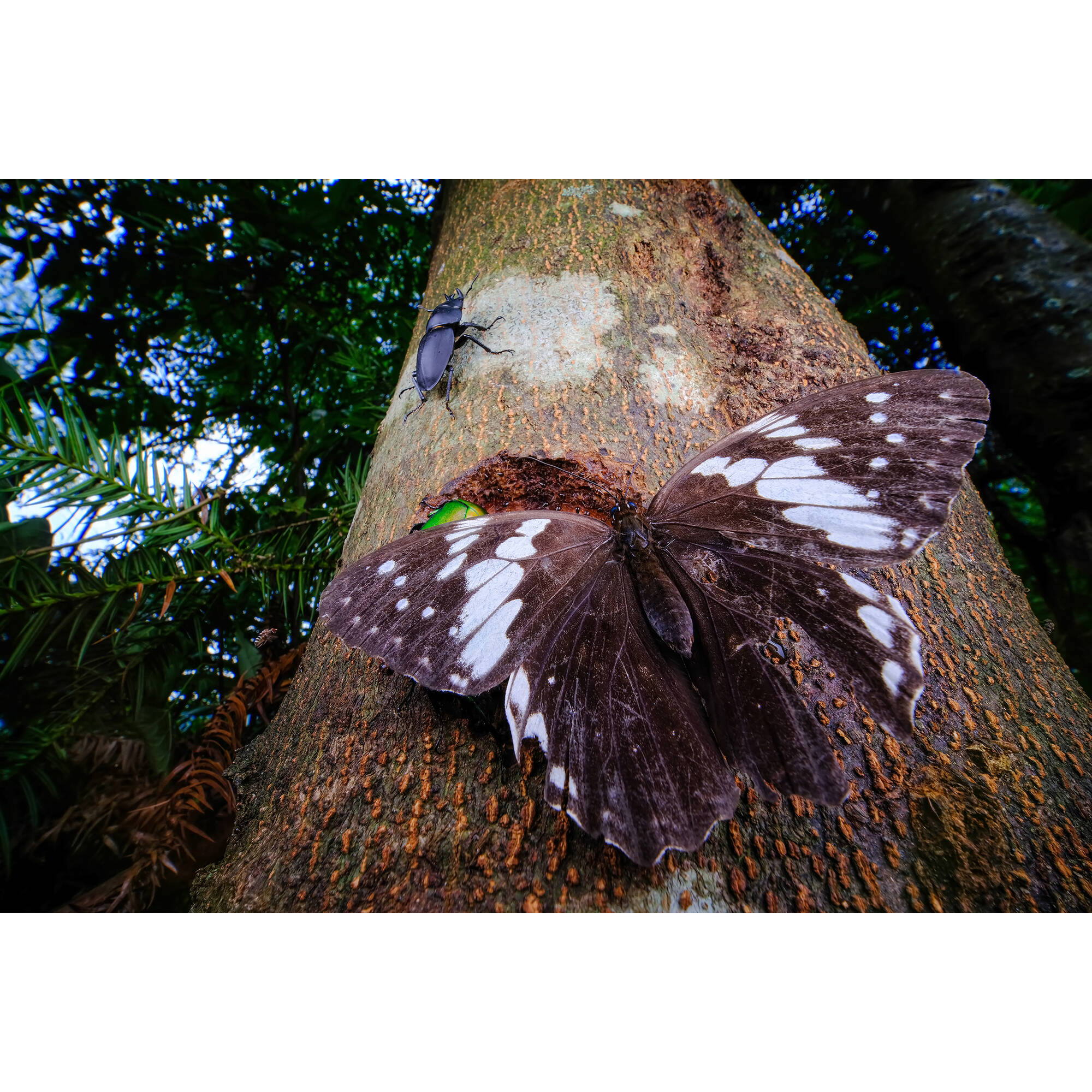 Vénus Optics Laowa 15 mm f / 4.5 macro Objectif (Nikon F)