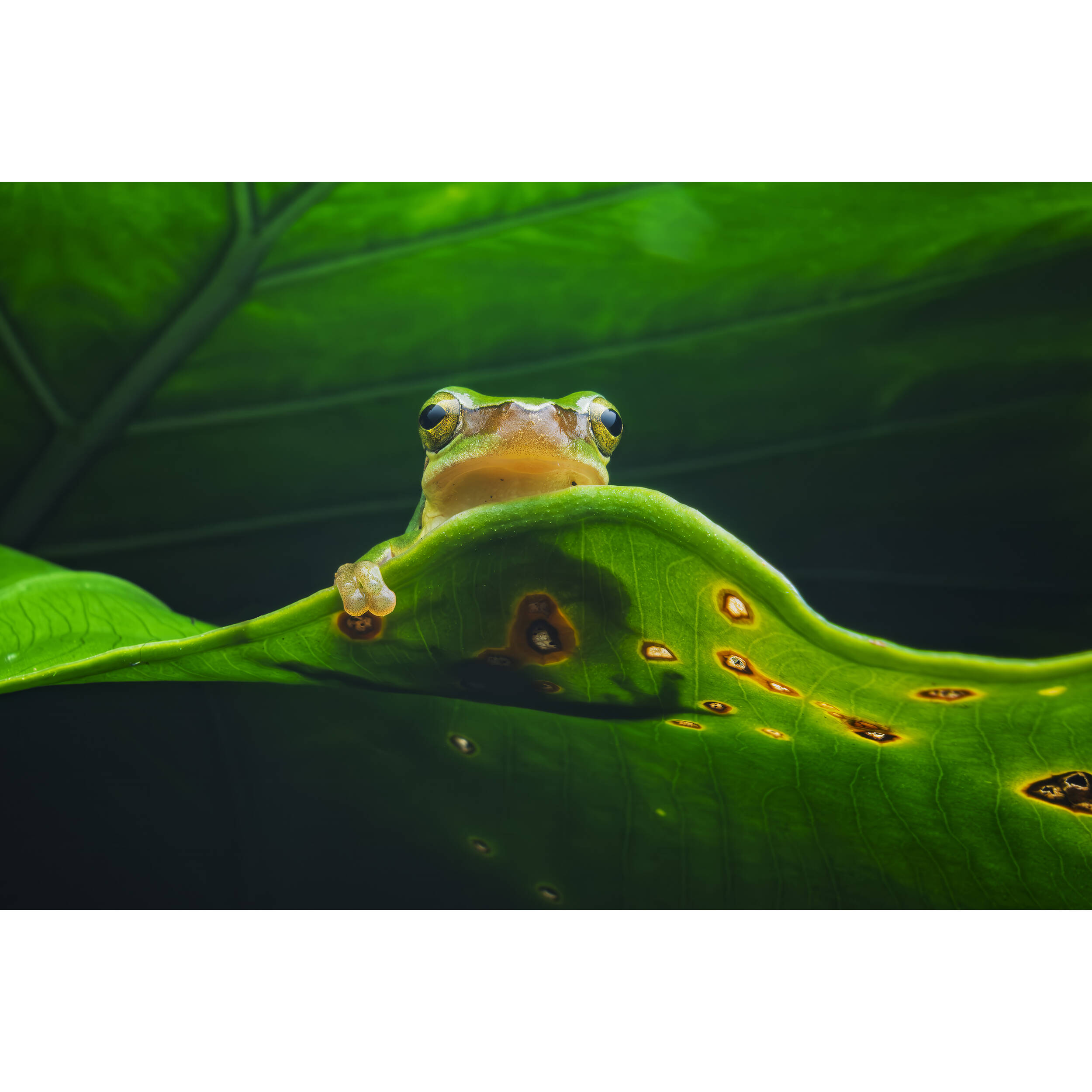 Vénus Optics Laowa 15 mm f / 4.5 macro Objectif (Nikon F)