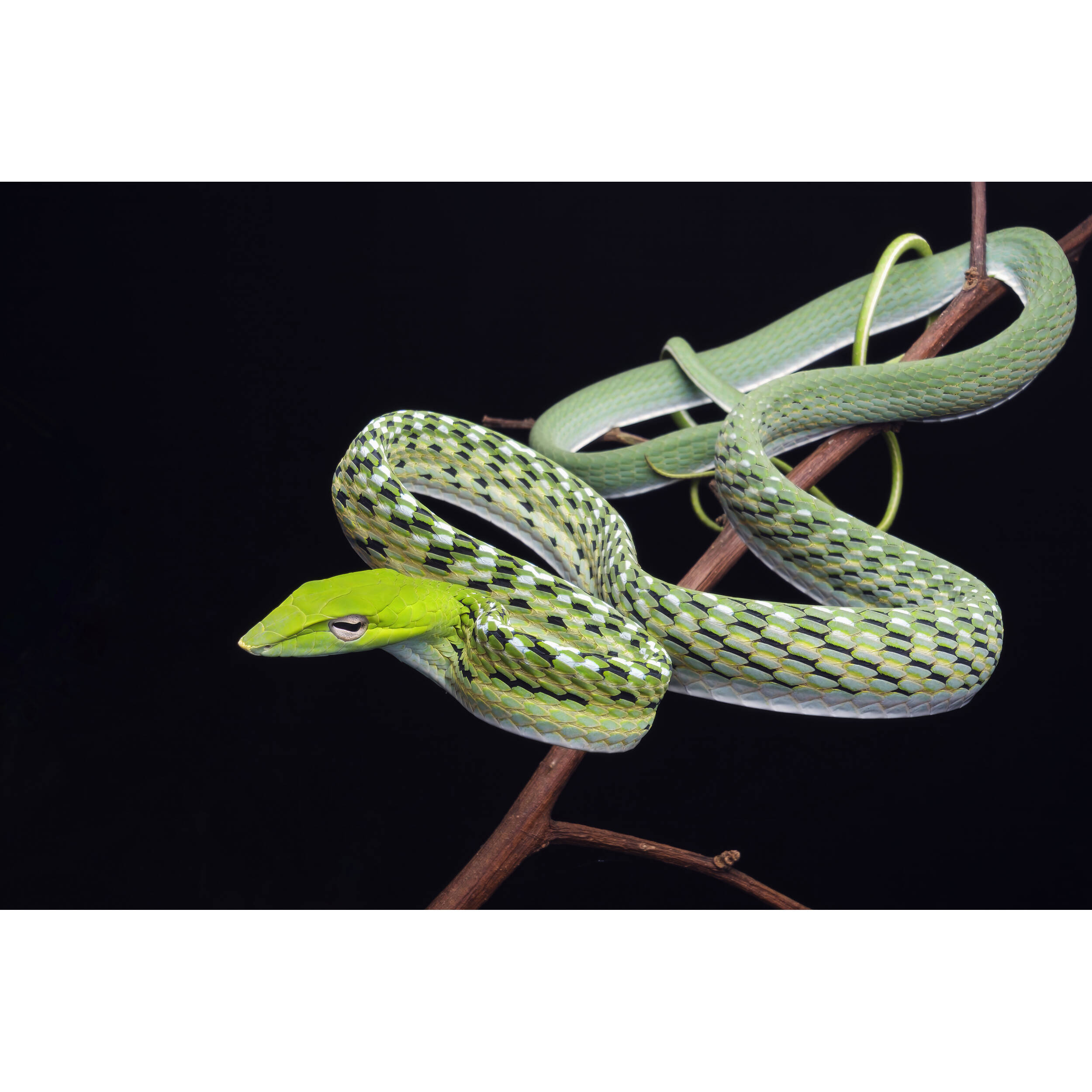 Vénus Optics Laowa 15 mm f / 4.5 macro Objectif (Nikon F)