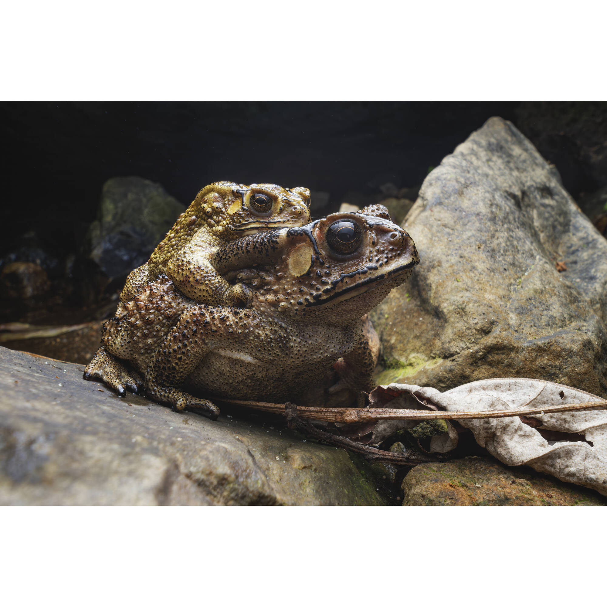 Vénus Optics Laowa 15 mm f / 4.5 macro Objectif (Nikon F)