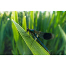 Vénus Optics Laowa 15 mm f / 4.5 macro Objectif (Canon RF)