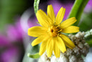 Nikon NIKKOR Z DX MC 35mm f/1.7 Objectif