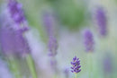Sony SEL100M28GM FE 100mm f/2.8 Macro GM Objectif (Sony E)