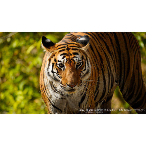 Sony SEL200600G 200 mm - 600 mm - f/5.6-6.3 G OSS Telephoto zoom lens - Open Box