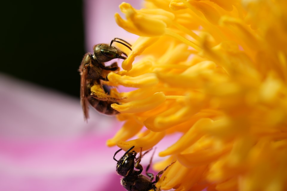 Sony SEL100M28GM FE 100mm f/2.8 Macro GM Objectif (Sony E)