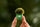 DJI Mic Mini 2 Multi-Color Windscreens