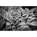 Nikon NIKKOR Z 28mm f/2.8 Lens (SE)