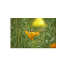 Sigma 150-600 mm f / 5-6.3 DG DN OS Sports Lens pour Panasonic L