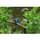 Canon RF 100-400mm f/5.6-8 IS Objectif USM