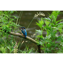 Canon RF 100-400mm f/5.6-8 IS USM Lens