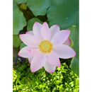 Canon RF 16mm f/2.8 STM Lens