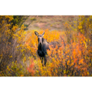 Nikon Monarch M5 12x42 Binoculars