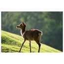 Nikon Nikkor Z 100-400 mm f / 4,5-5,6 VR S