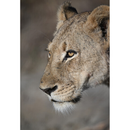 Nikon Nikkor Z 100-400 mm f / 4,5-5,6 VR S