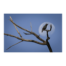 Nikon Z9 Mirrorless Camera