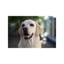 Nikon NIKKOR Z 28-75mm f/2.8 Lens